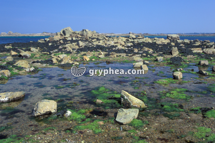 Marée basse et zonation des algues - gryphea.com